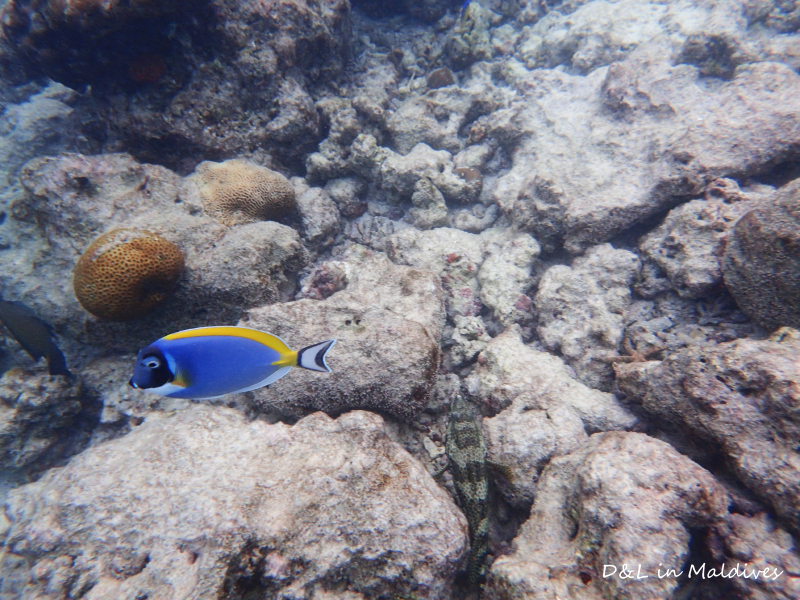  吸在魔鬼鱼背上的吸盘鱼