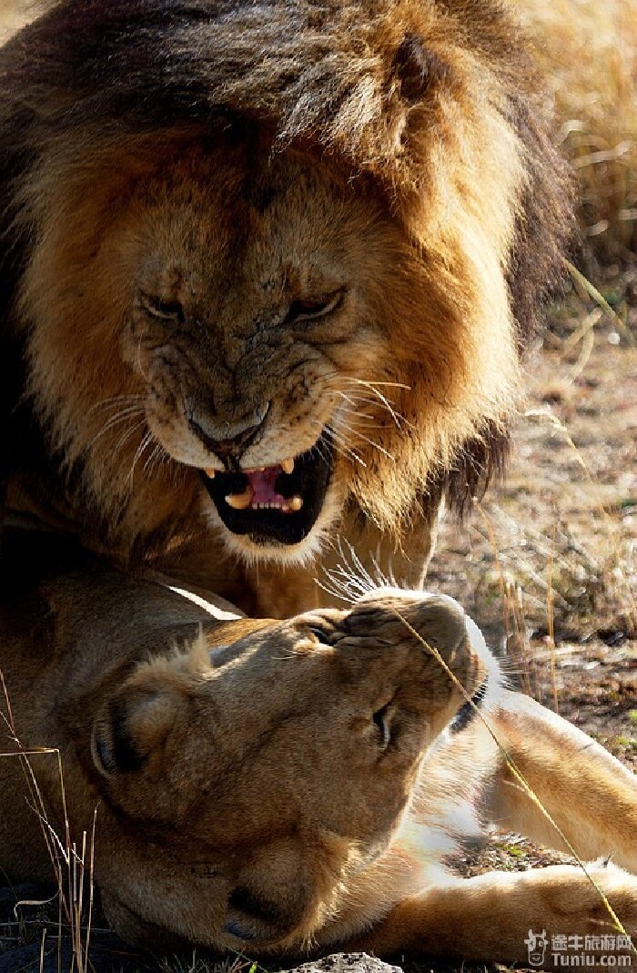    非洲五兽之一 :犀牛