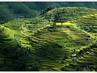 紫鹊界梯田
