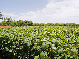 千江月休闲农场