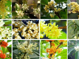 香泉映月生态旅游度假区