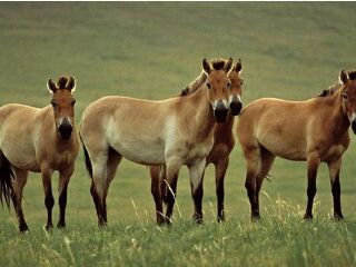 新疆野马繁育基地