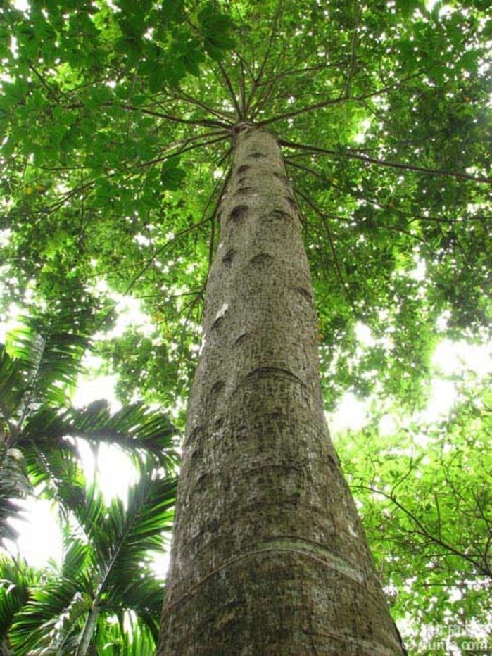 热带树种介绍图片大全图片
