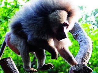 香江野生动物世界