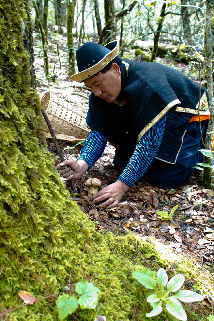 挖松茸 采菌子,品味舌尖上的林芝