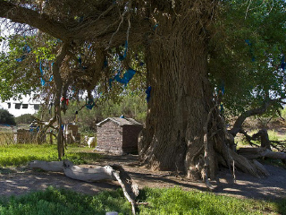 额济纳神树