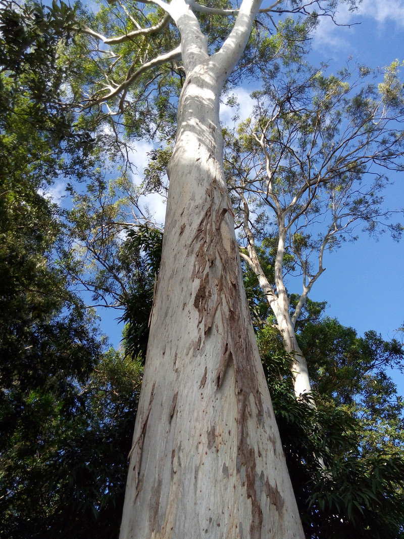 刺叶树 澳大利亚图片