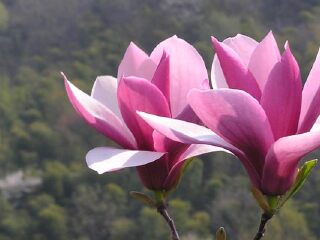 宝华山国家森林公园