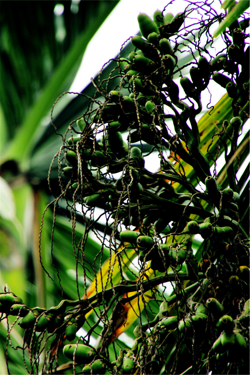 槟榔树在印度,台湾和东南亚国家都有栽培.