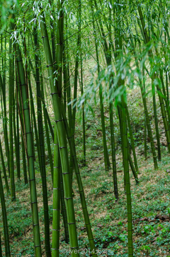 35000亩毛竹就是一个天然的大氧吧,清新的空气在这里并不是稀缺资源