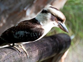 凯恩斯热带动物园