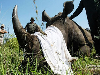 克鲁格国家公园