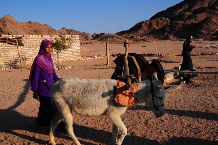 贝努因人用牲口从地下井里抽水
