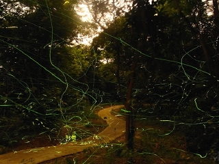 广州南湖萤火虫花园