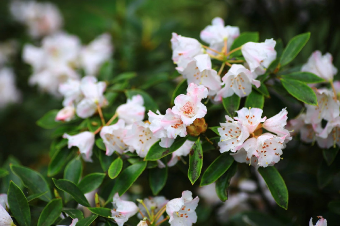 井冈山看杜鹃【多图】_江西井冈山游记_途牛