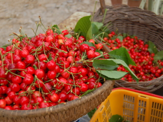 天目湖南山竹海