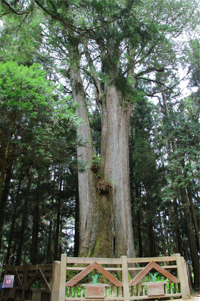 树顶端分叉的"千岁桧".