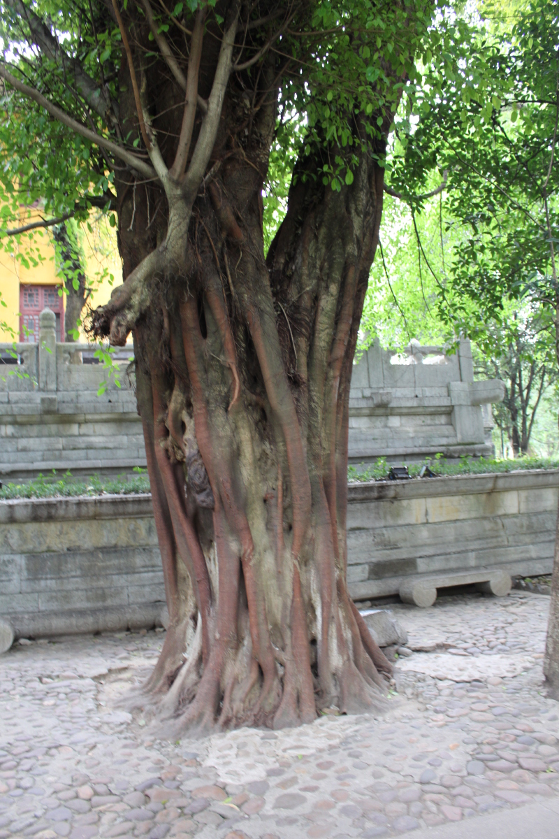 人在画中游之·桂林印象人在画中_阳朔遇龙河游记_途牛