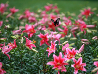 成都石象湖景区
