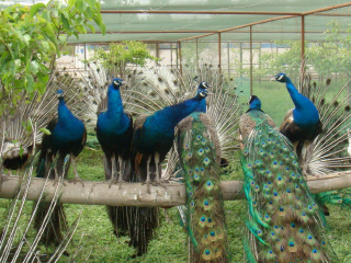 嘉峪关中华孔雀苑景区