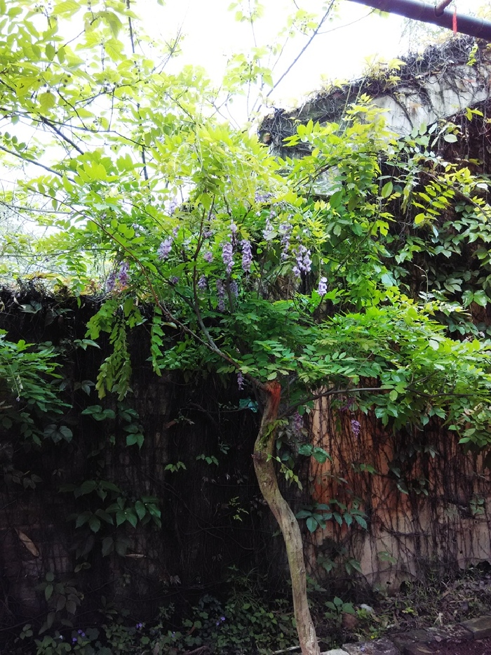 匠心独具穿越时空的老木棉·匠园