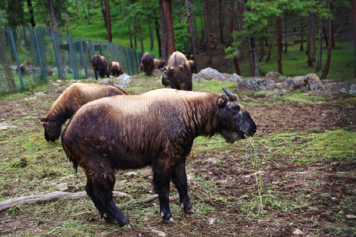 塔金(takin),也叫羚牛,是不丹的国兽.