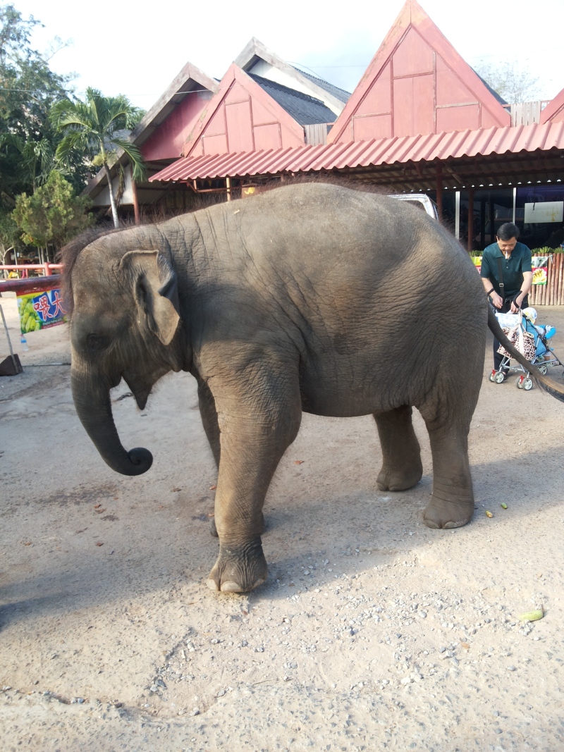 【泰国】曼谷,芭堤雅6日游— 一次难忘的跨年之旅