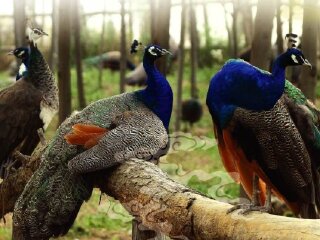 嘉峪关中华孔雀苑景区