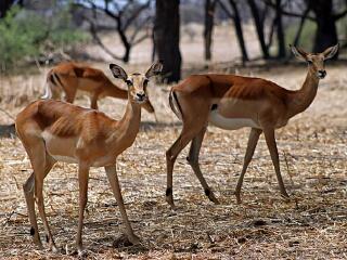 鲁阿哈国家公园