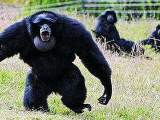 香江野生动物世界