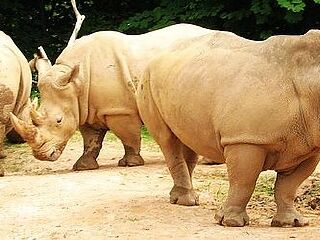 香江野生动物世界