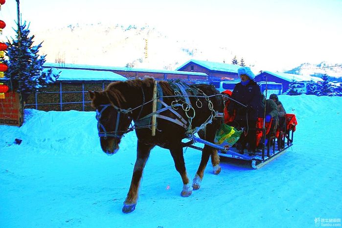 村道上,不时都能见到极富东北地方特色的马拉雪橇