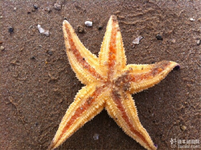 跟当地居民一起赶海去,不过只捡几个海星,人家捡老多了,八爪鱼了,螃蟹