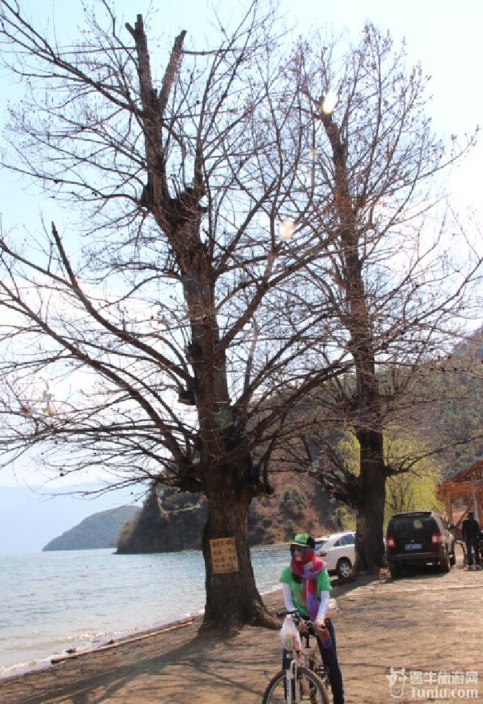 从里格骑自行车到小落水,路过尼赛村,尼赛村有两个情人树