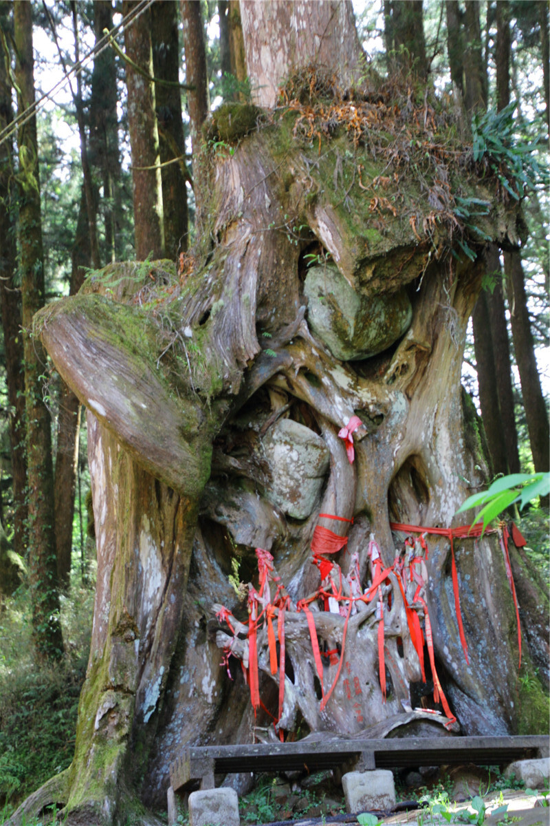 受镇宫旁这棵桧木的发达根系成为一景,被人们尊为神树