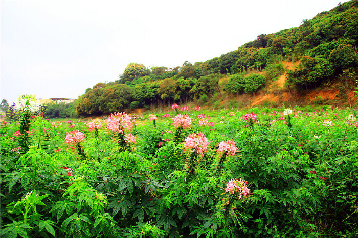 大王山脚下,有一大片花海.这种花以前貌似见过,但不知道叫什么名字.
