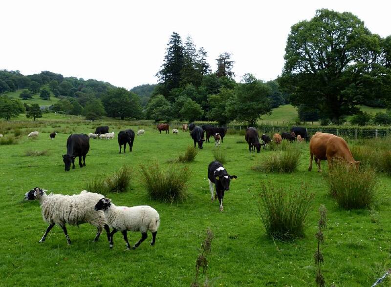 【英国旅游攻略】英爱散记二十七:梦幻般的科尼斯顿