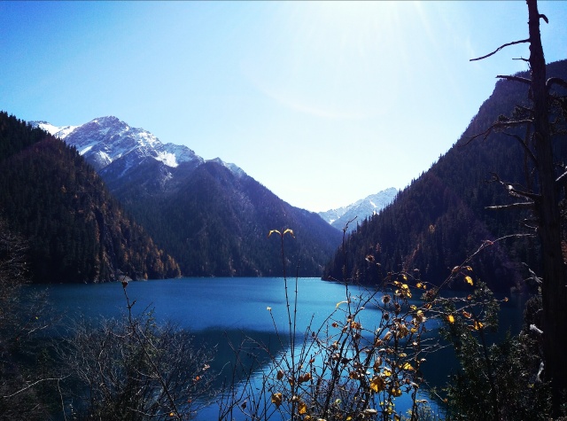 长海的旗树 一边倒的树枝