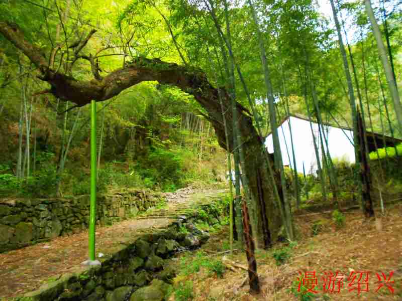 绍兴日铸岭游记