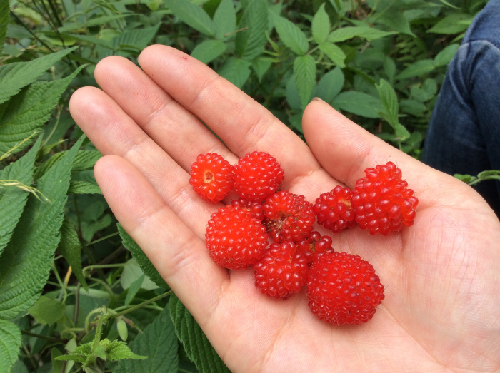 照片:诱人的草莓,免费摘哦