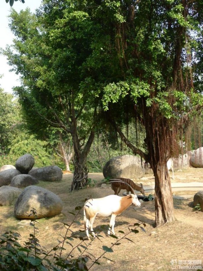 【廣東旅遊攻略】番禺野生動物園-中軸線-嶺南風情園