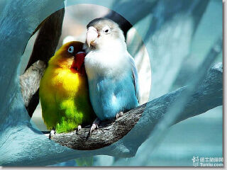 卡塞拉飞鸟公园