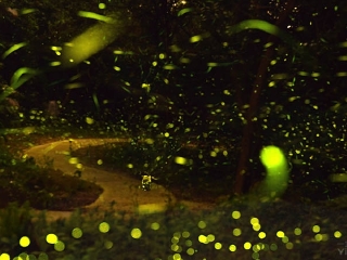 广州南湖萤火虫花园