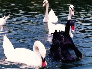 香江野生动物世界