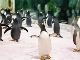 大连圣亚海洋世界