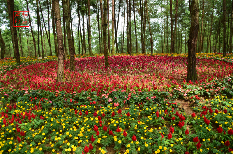陪你去桐梓看花海