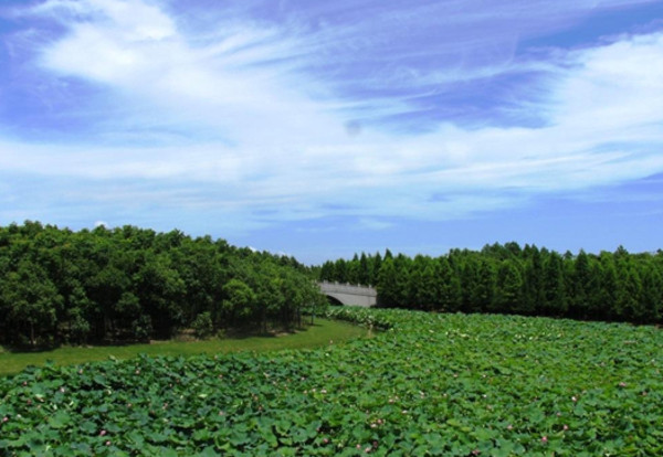 森林公園_奉賢海灣森林公園旅遊景點介紹_奉賢海灣森林公園遊玩攻略