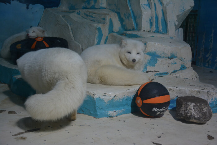 哈尔滨p133---p135:无论外面多吵,全程在睡觉的白狐,看到它们,有没有