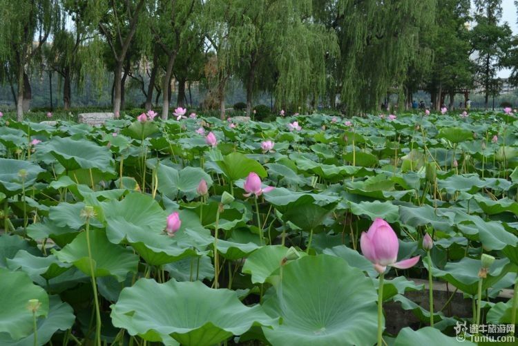 早有蜻蜓立上頭;荷葉羅裙一色裁,芙蓉向臉兩邊開;【莫愁湖公園門票】