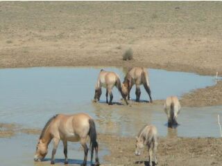 新疆野马繁育基地